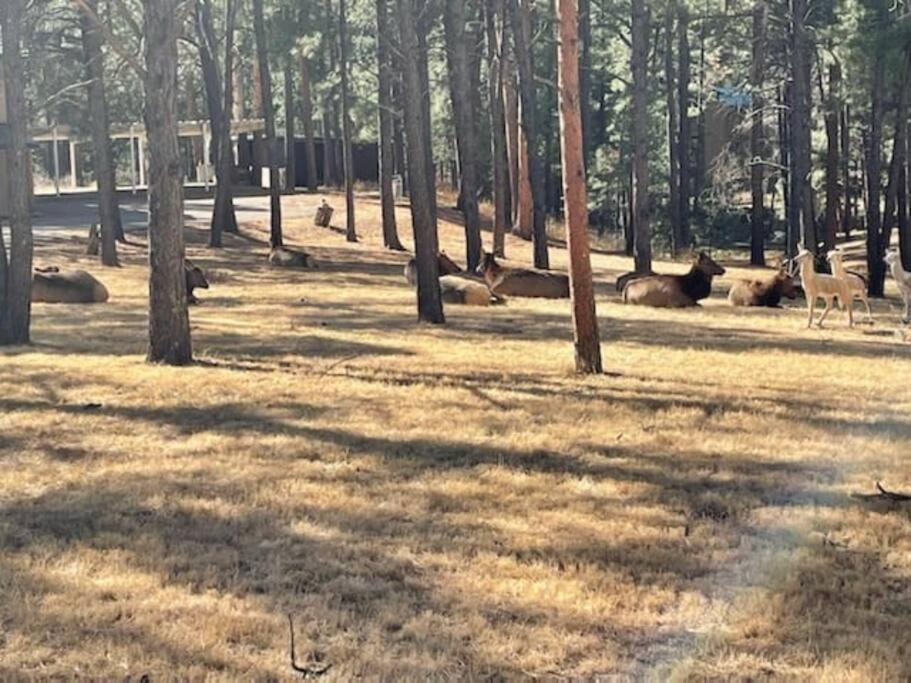 Perk Canyon Hidden Acres-Hot Tub-Gas Fireplace Ruidoso Eksteriør bilde